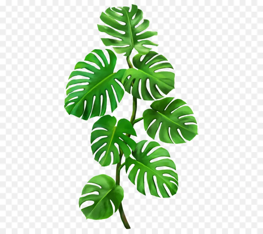 Planta，Hoja PNG