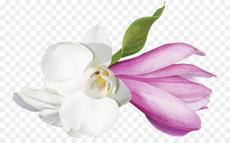 Flores Blancas Y Rosas，Florecer PNG