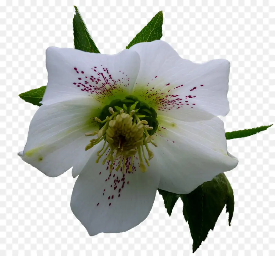 Flower，Helleborus Niger PNG