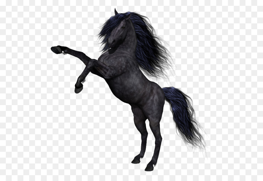 Caballo Negro，Equino PNG