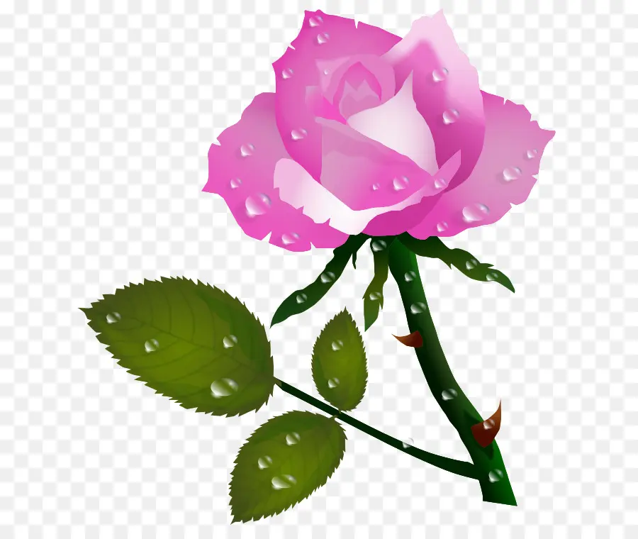 Rosa，Flor PNG