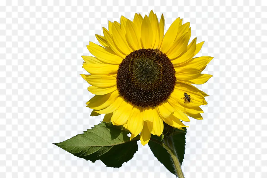 Común De Girasol，Fondo De Escritorio PNG