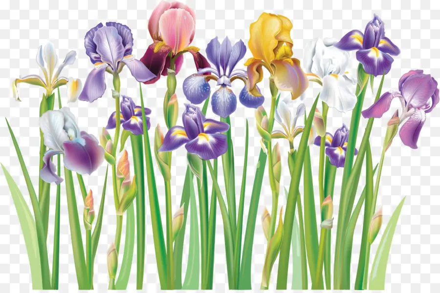 Royaltyfree，Flower PNG