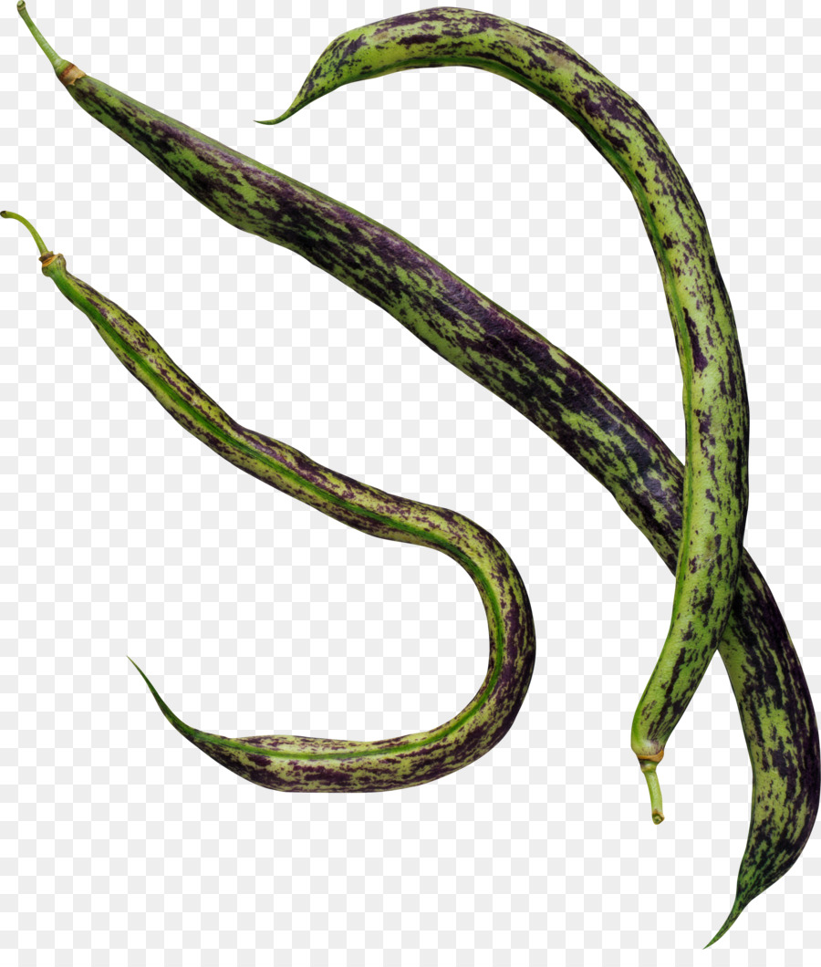 Bean，El Frijol Común PNG