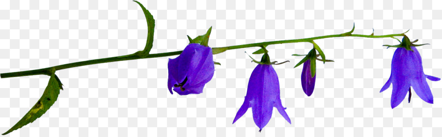 Flor，Fondo De Escritorio PNG