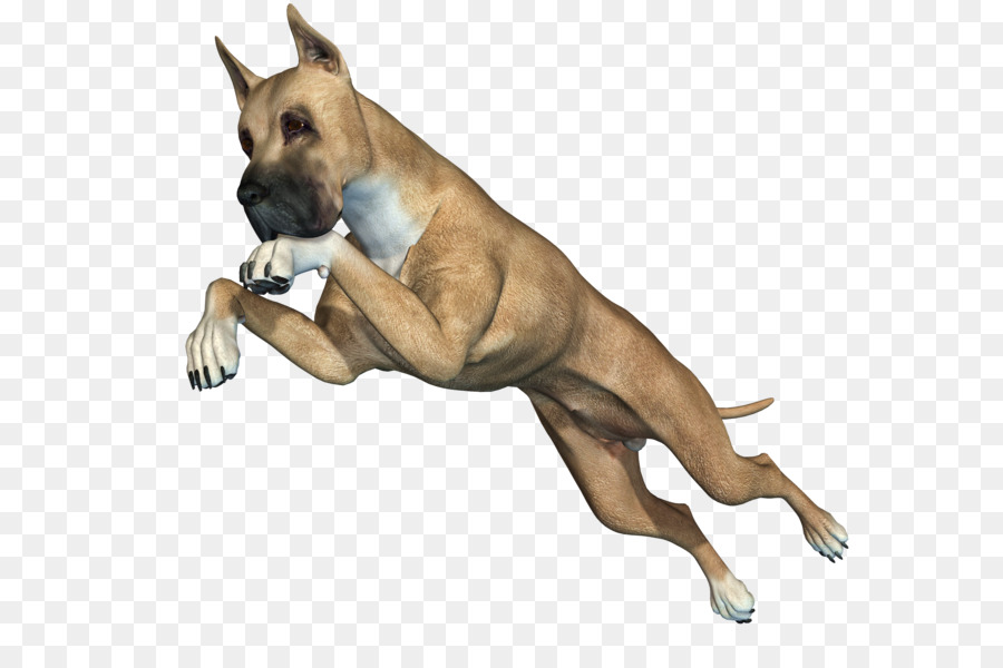 Perro Boxer，Mascota PNG