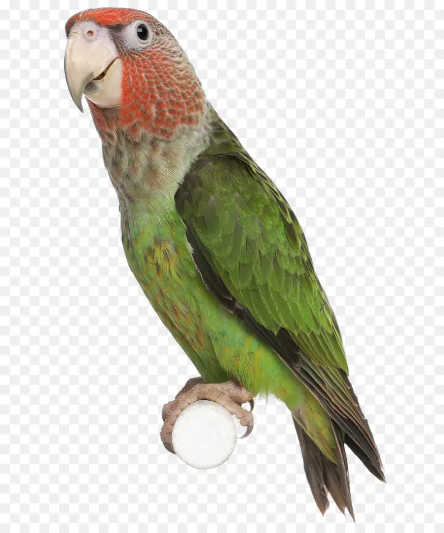 Loro Verde，Pájaro PNG