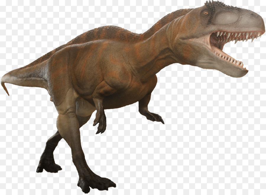 Tyrannosaurus，Acrocanthosaurus PNG