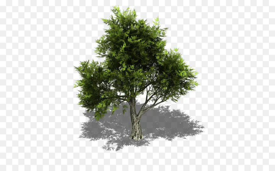 Juniperus Ashei，Juniperus Virginiana PNG