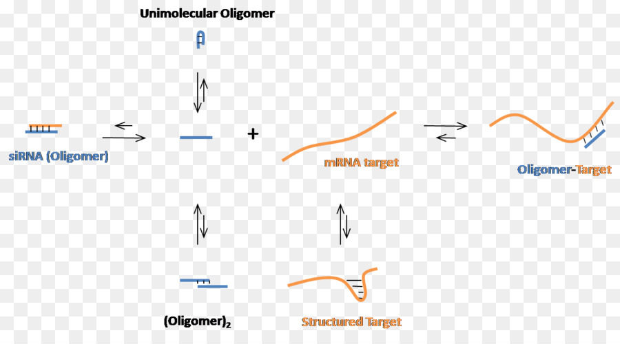 Arn Interferente Pequeño，Oligonucleótido PNG