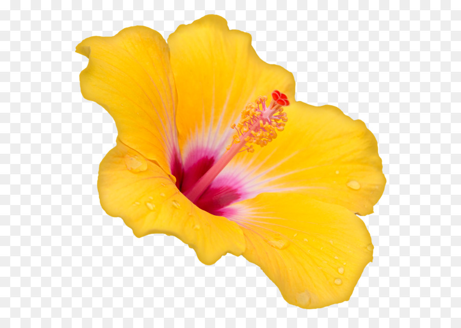 Hibisco Amarillo，Pétalos PNG