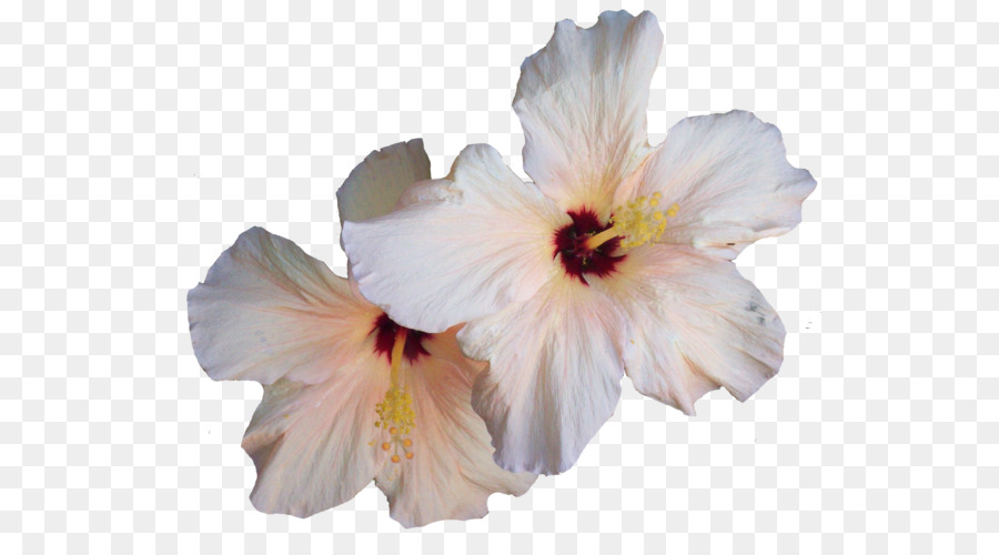 Flor De Hibisco，Flor PNG