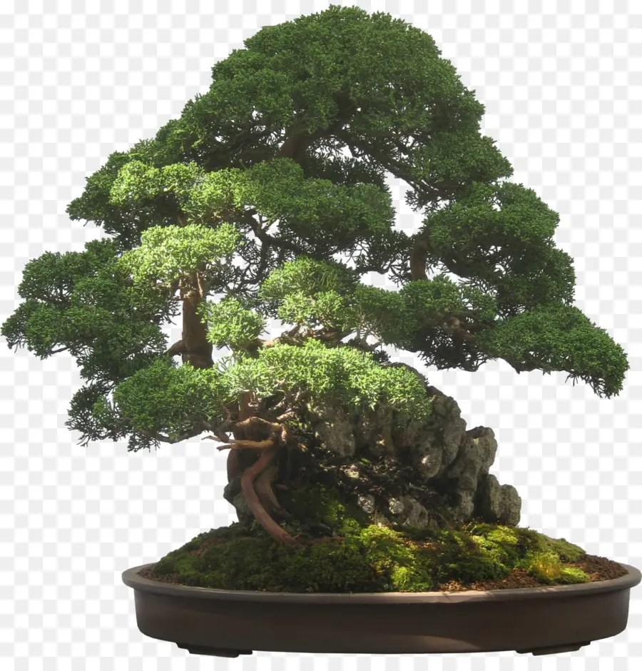 Árbol Bonsái，Miniatura PNG