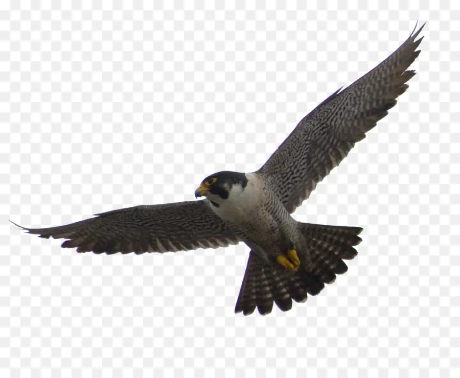 Falcon，El Halcón Peregrino PNG