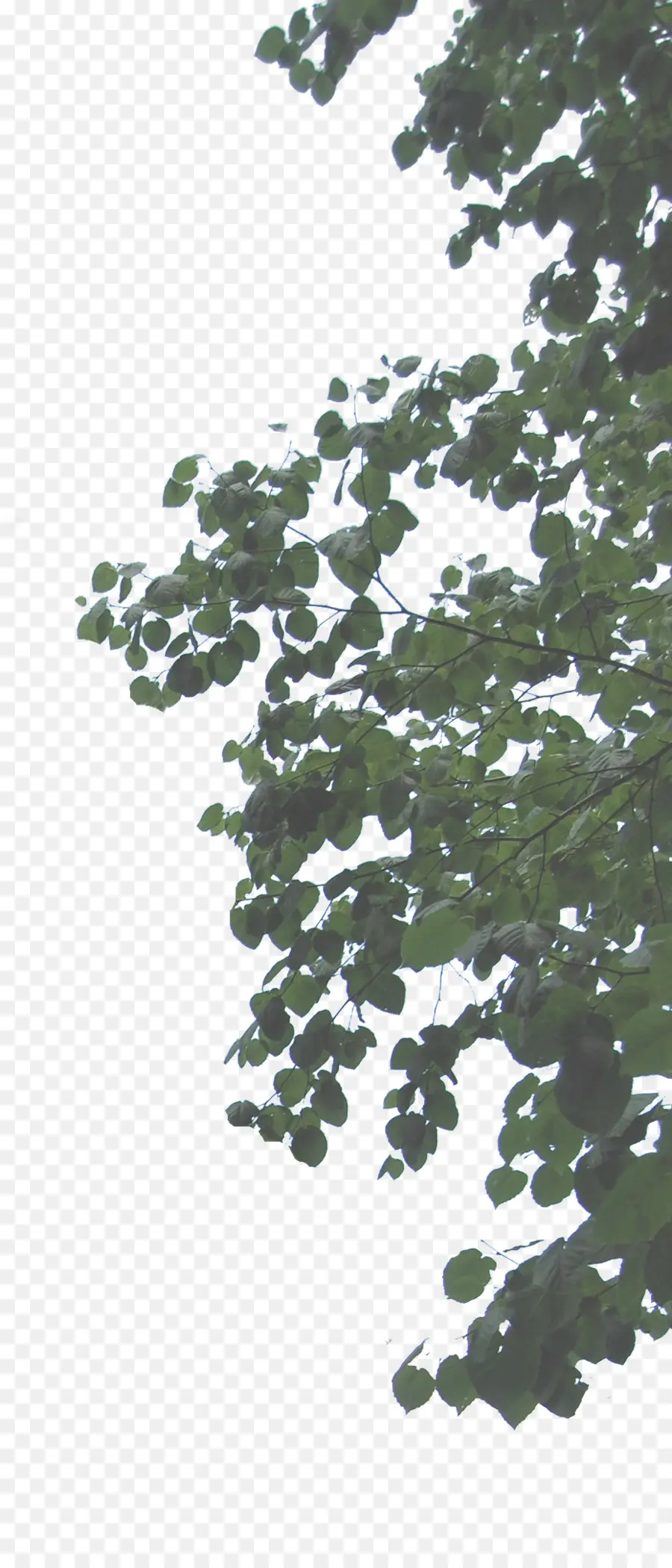 Rama De Arbol，Hojas PNG