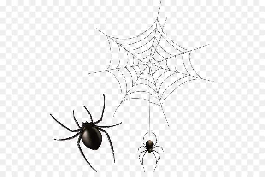 Araña，Web PNG