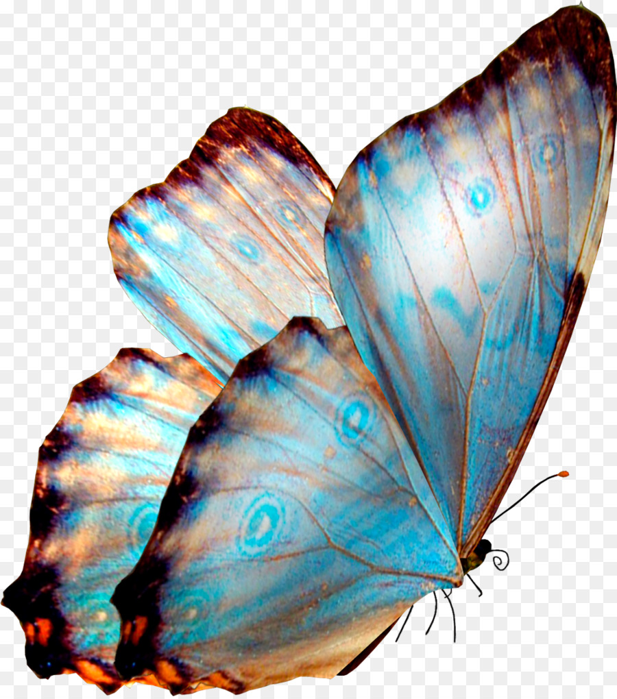 Mariposa Azul，Insecto PNG