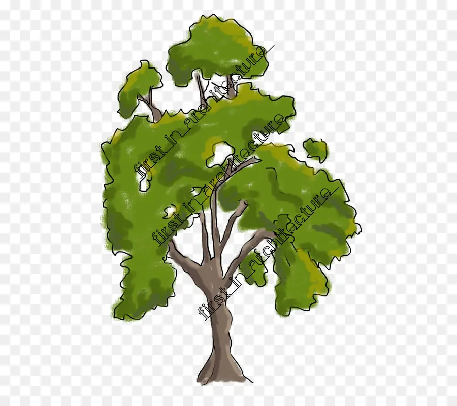 árbol Verde，Hojas PNG