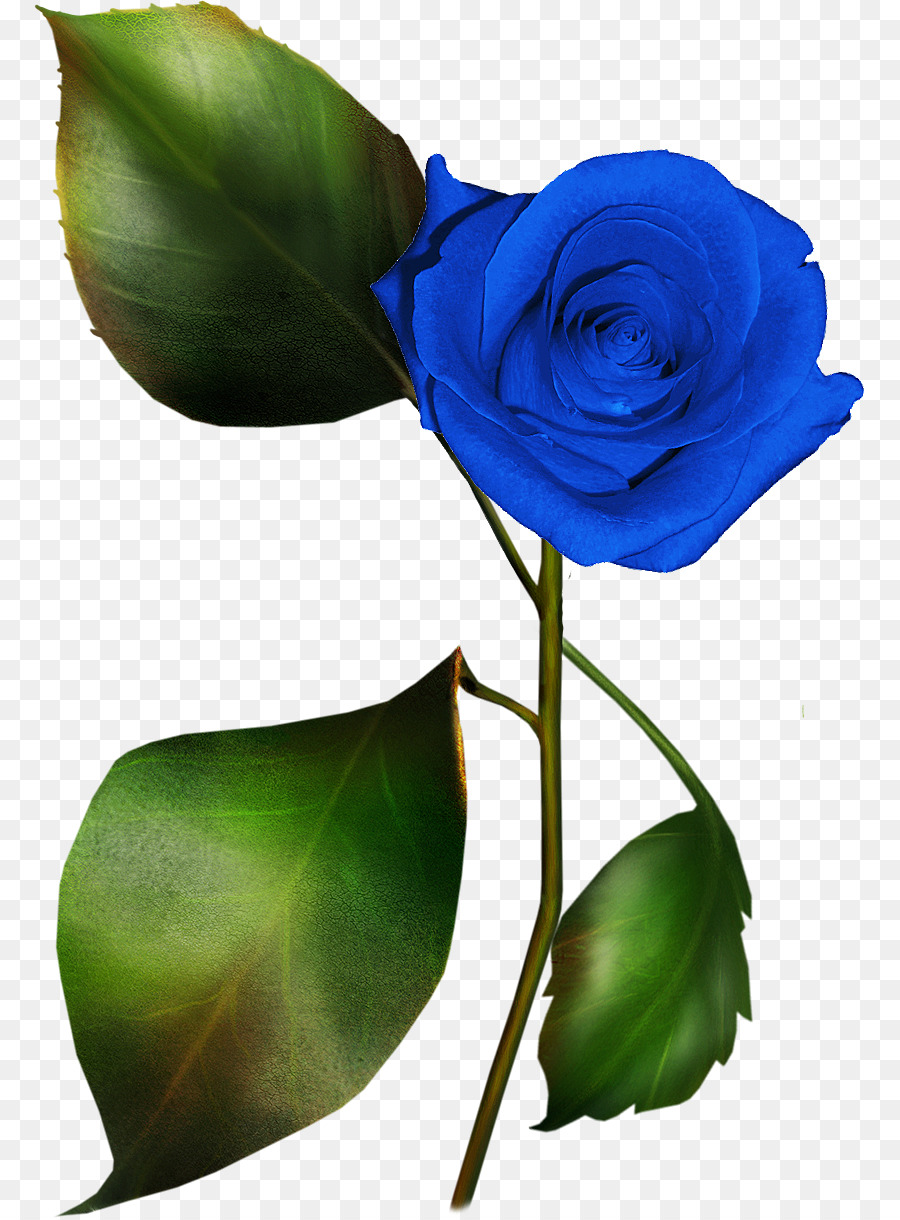 Rosa Azul，Pétalos PNG