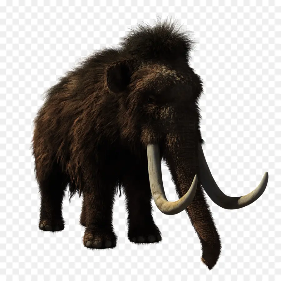 Camiseta，Mamut PNG