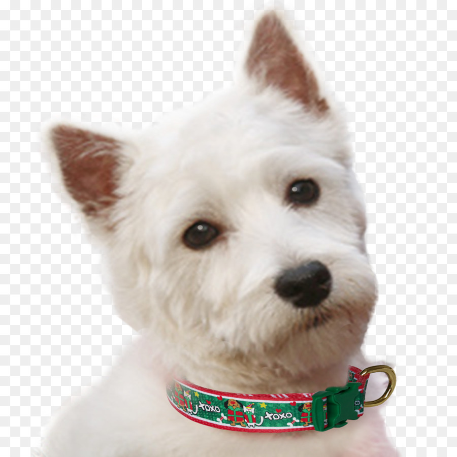 West Highland White Terrier，Raza De Perro PNG