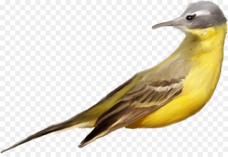 Pájaro，Descargar PNG