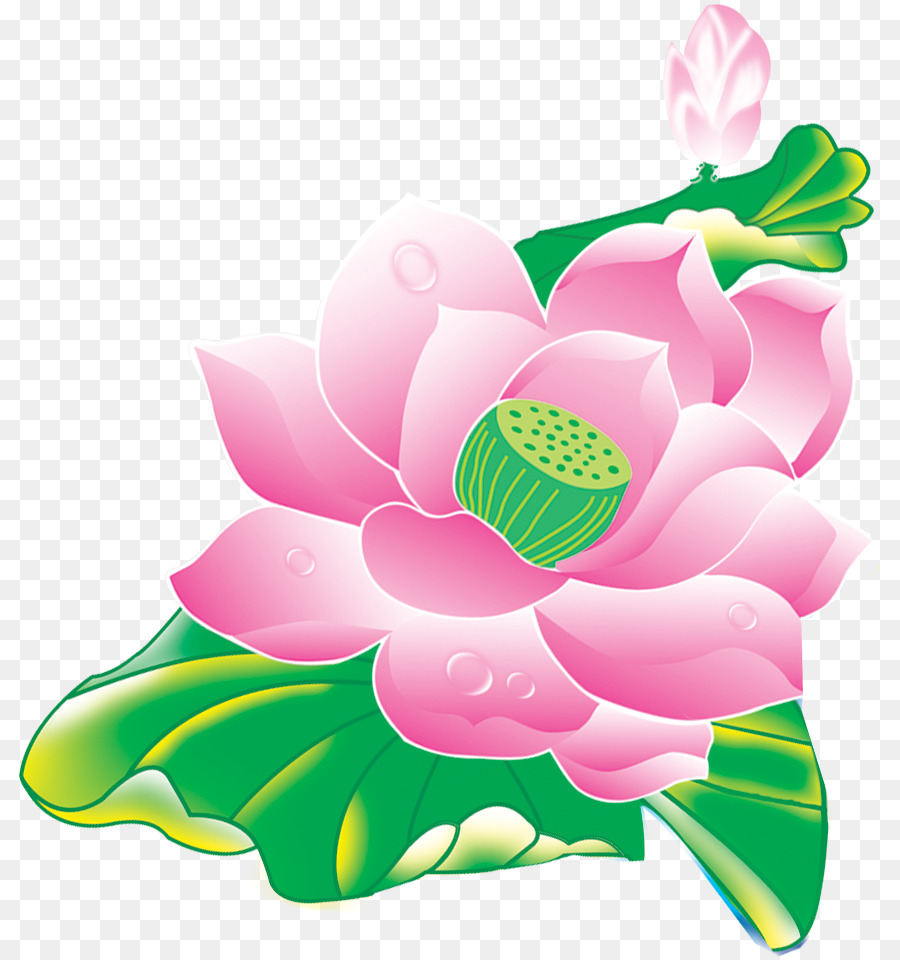 Flor De Loto，Rosa PNG