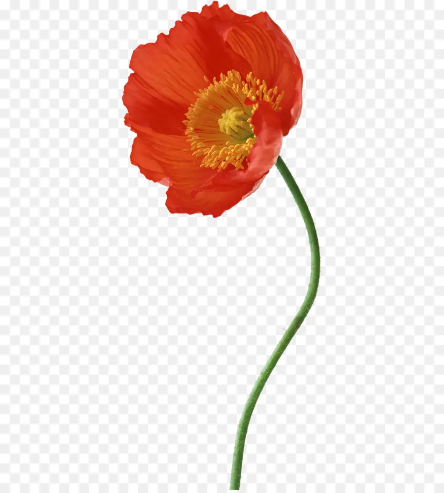 Amapola，La Fotografía PNG