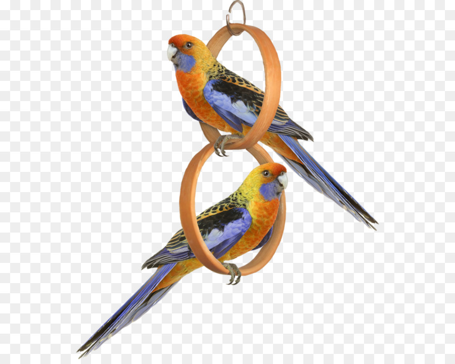 Pájaro，Cacatúa Blanca PNG