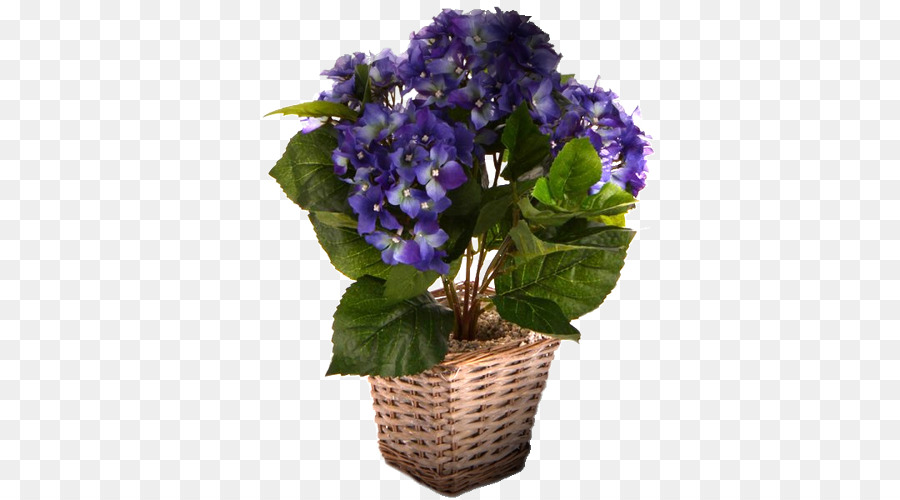 Azul，Hortensia PNG