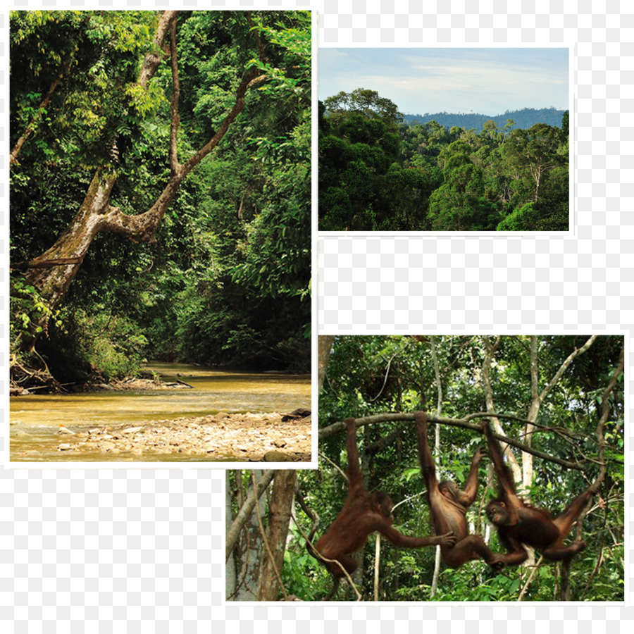 Selva，Ecosistema PNG