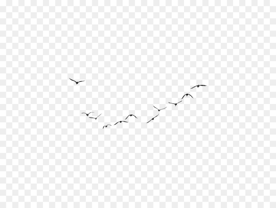 Aves，Vuelo PNG