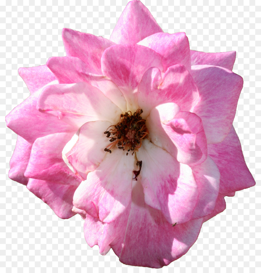 Rosas Centifolia，Las Rosas De Jardín PNG