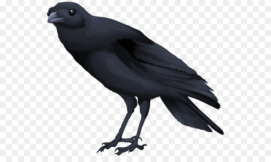 Pájaro，Común Mirlo PNG