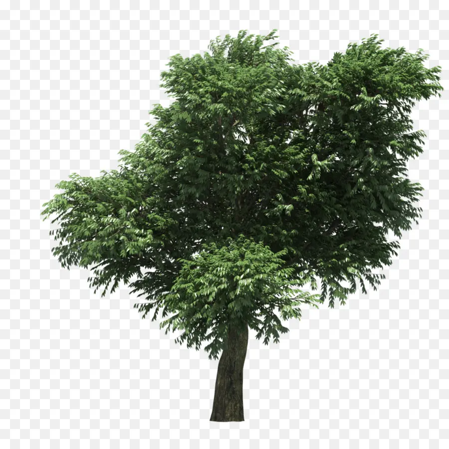 Arbutus Menziesii，árbol PNG