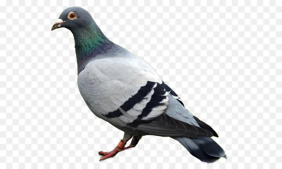 Carreras De Homero，Columbidae PNG