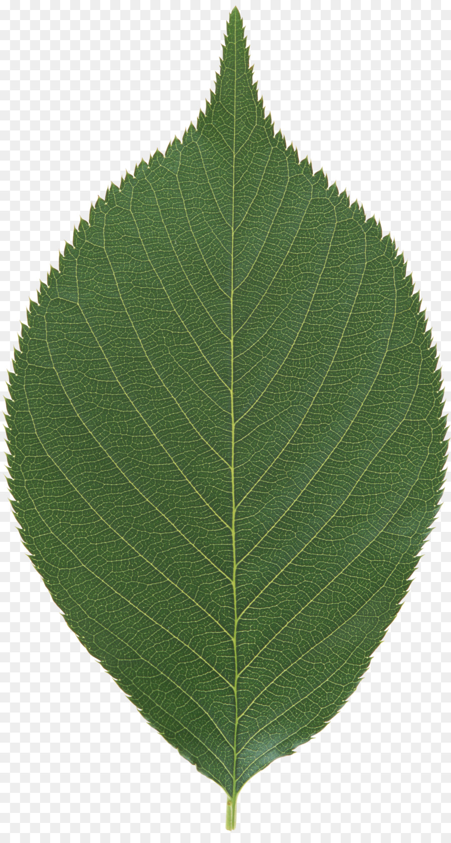 Hoja，Planta PNG