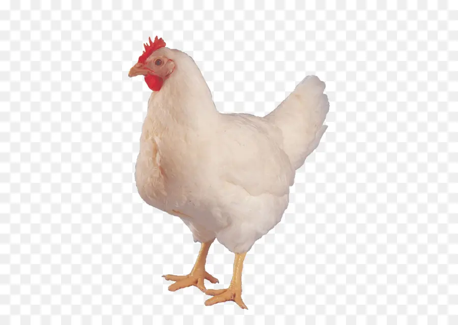 Pollo，El Pollo O El Huevo PNG