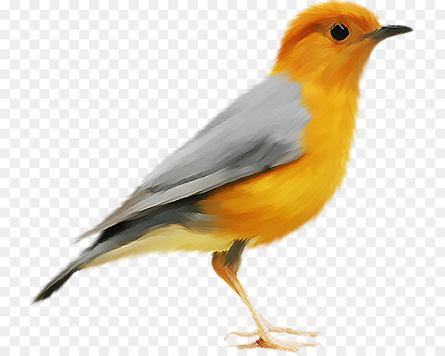 Pájaro，Imagen Digital PNG