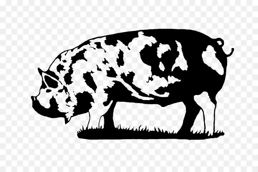 Kunekune，Gran Cerdo Negro PNG