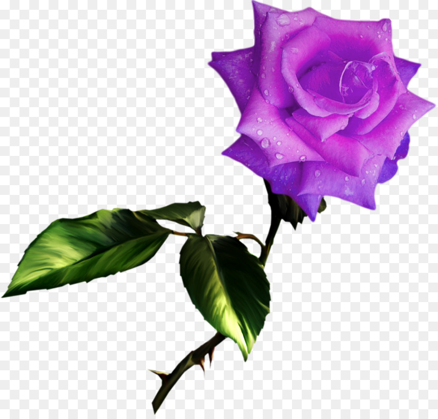 Rosa，Mejores Rosas PNG