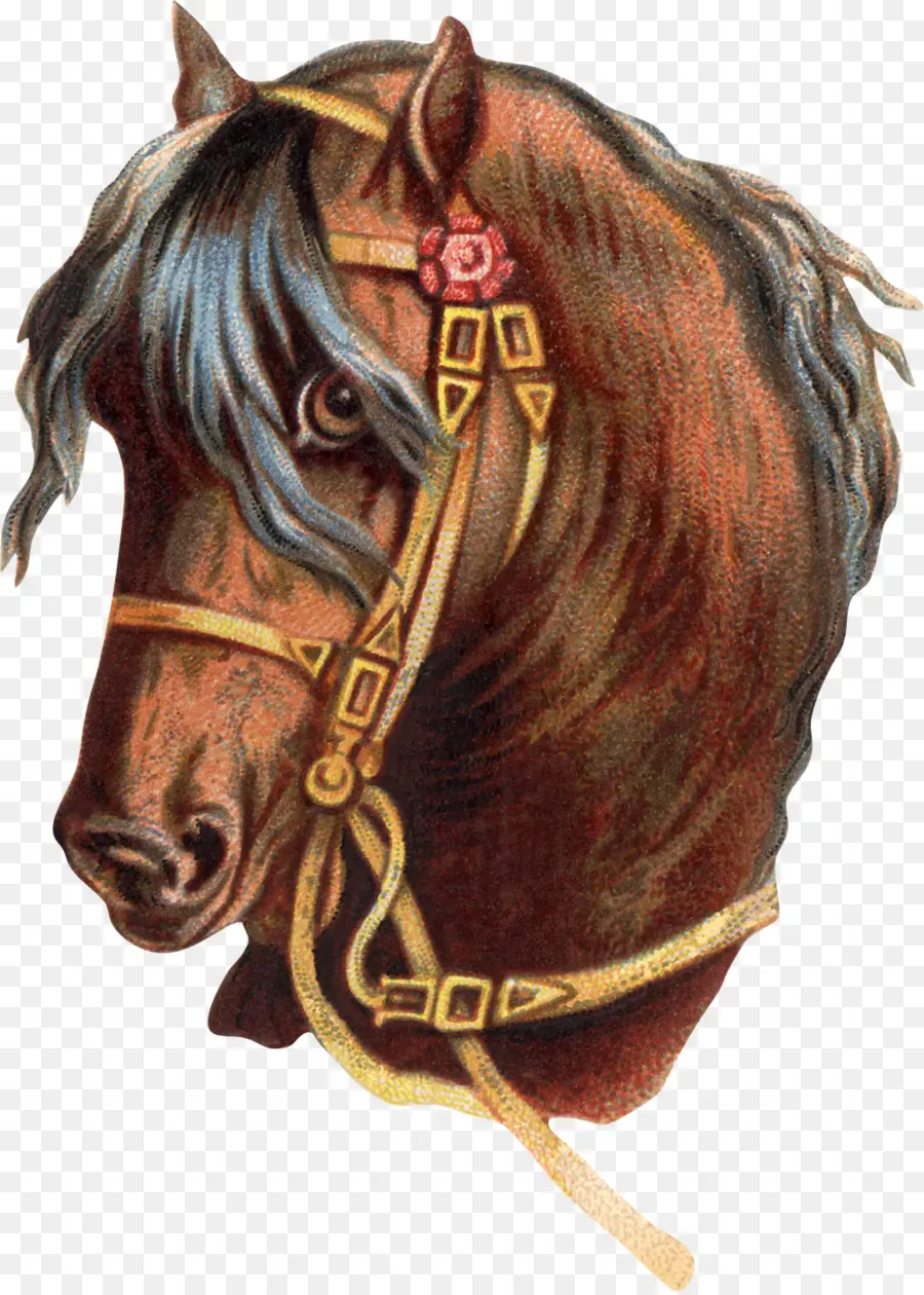 Cabeza De Caballo，Retrato PNG