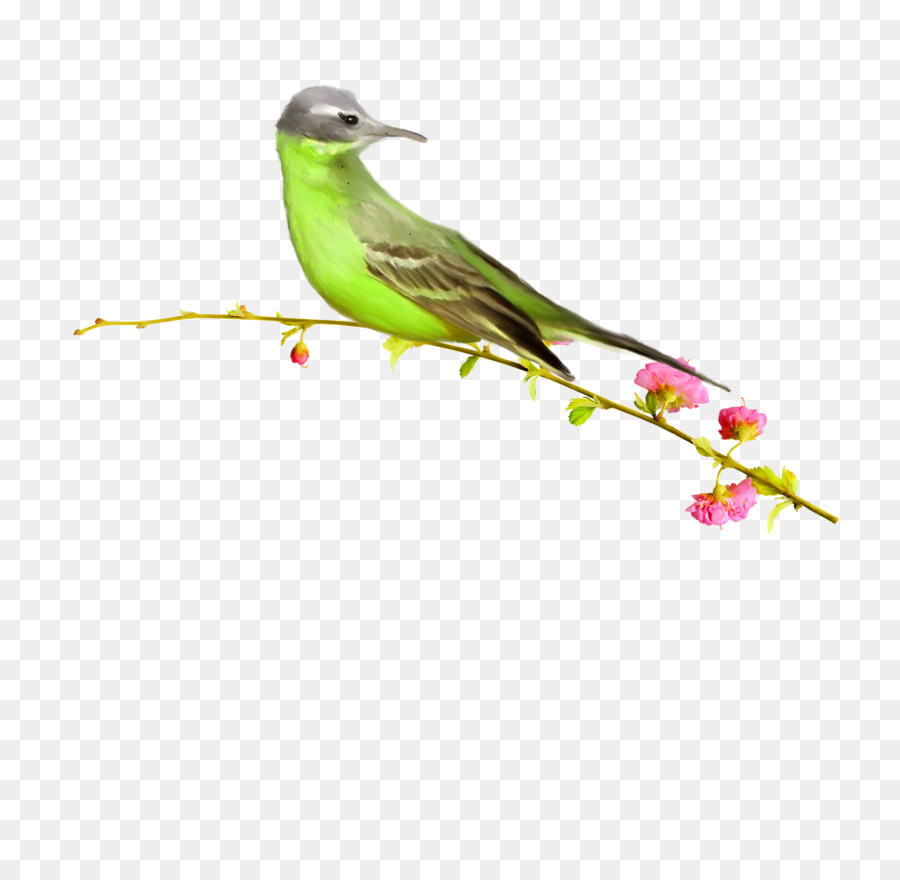 Pájaro，Postscript Encapsulado PNG