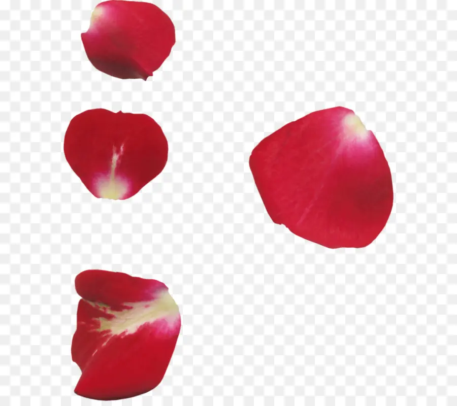 Pétalos De Rosa，Rojo PNG