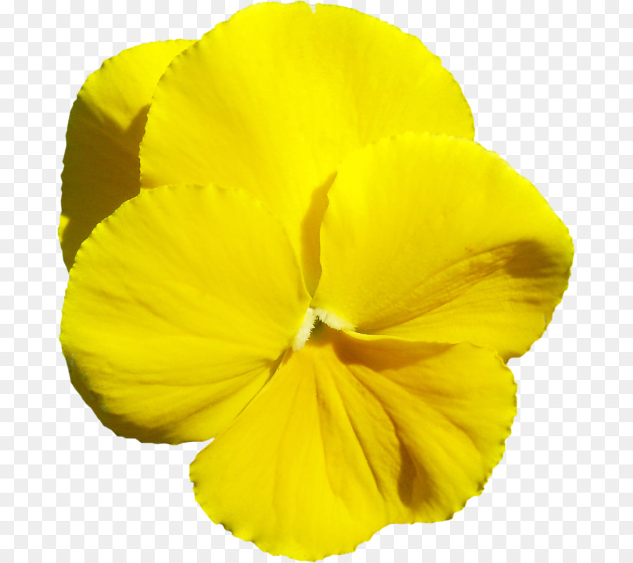 Flor Amarilla，Pétalos PNG