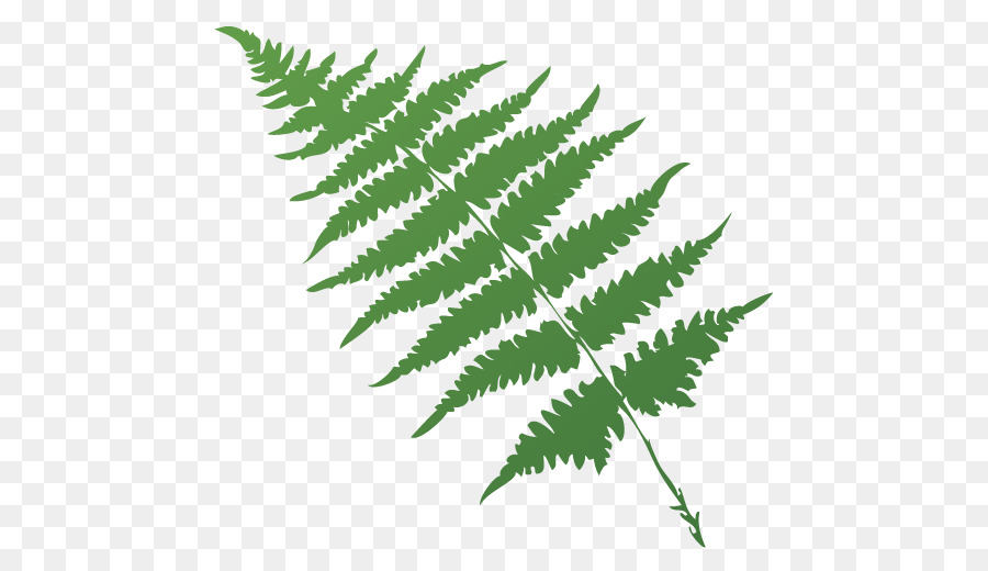 Fern，Tallo De La Planta PNG