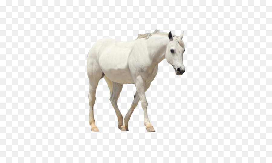 Caballo，Howrse PNG
