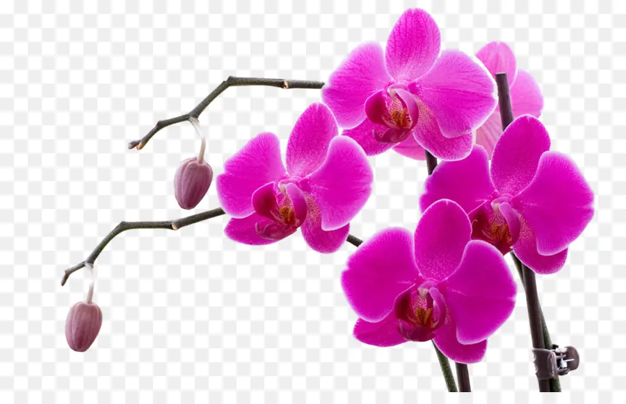 Orquídea，Rosa PNG