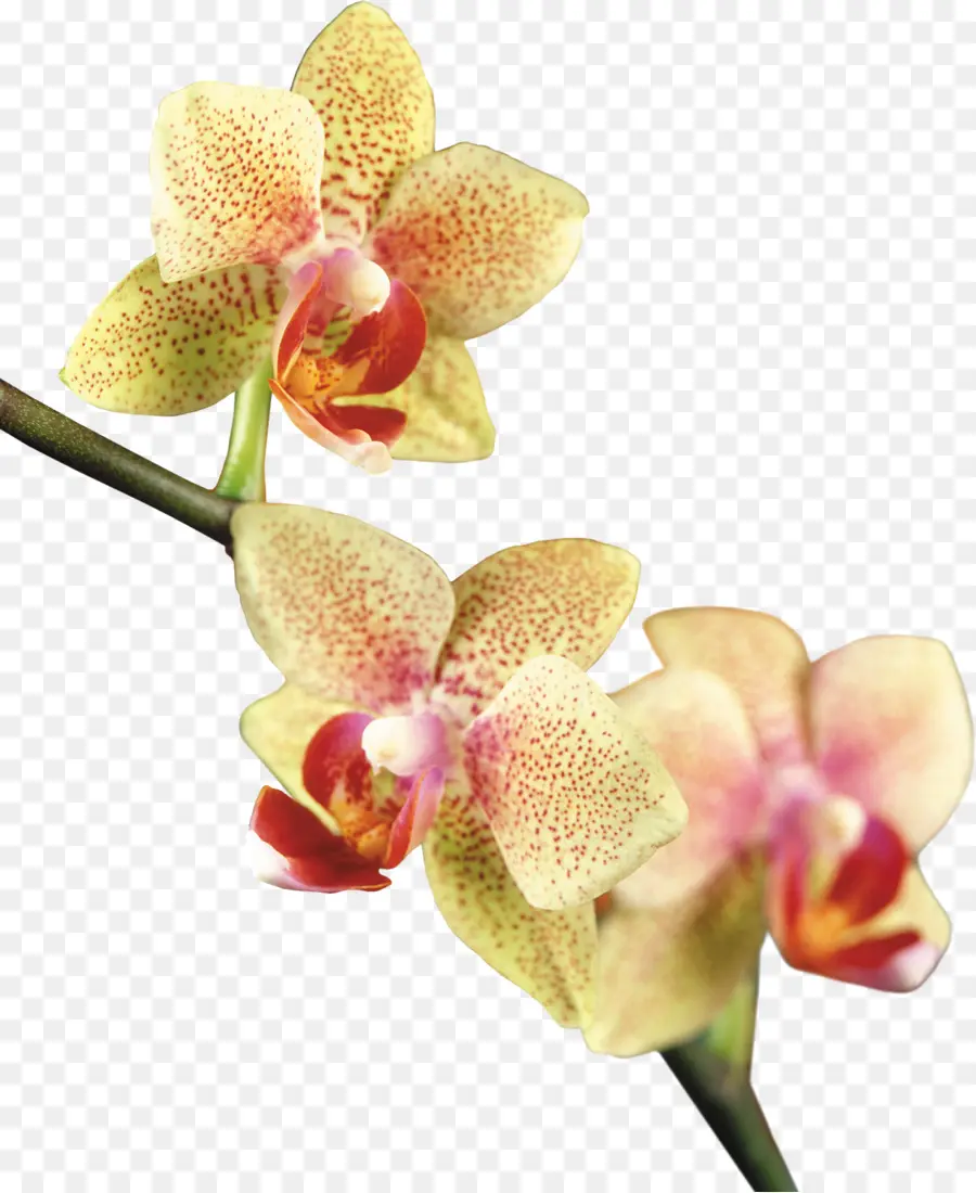 La Polilla De Las Orquídeas，Las Orquídeas PNG