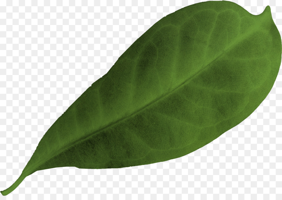 Hoja，Planta PNG